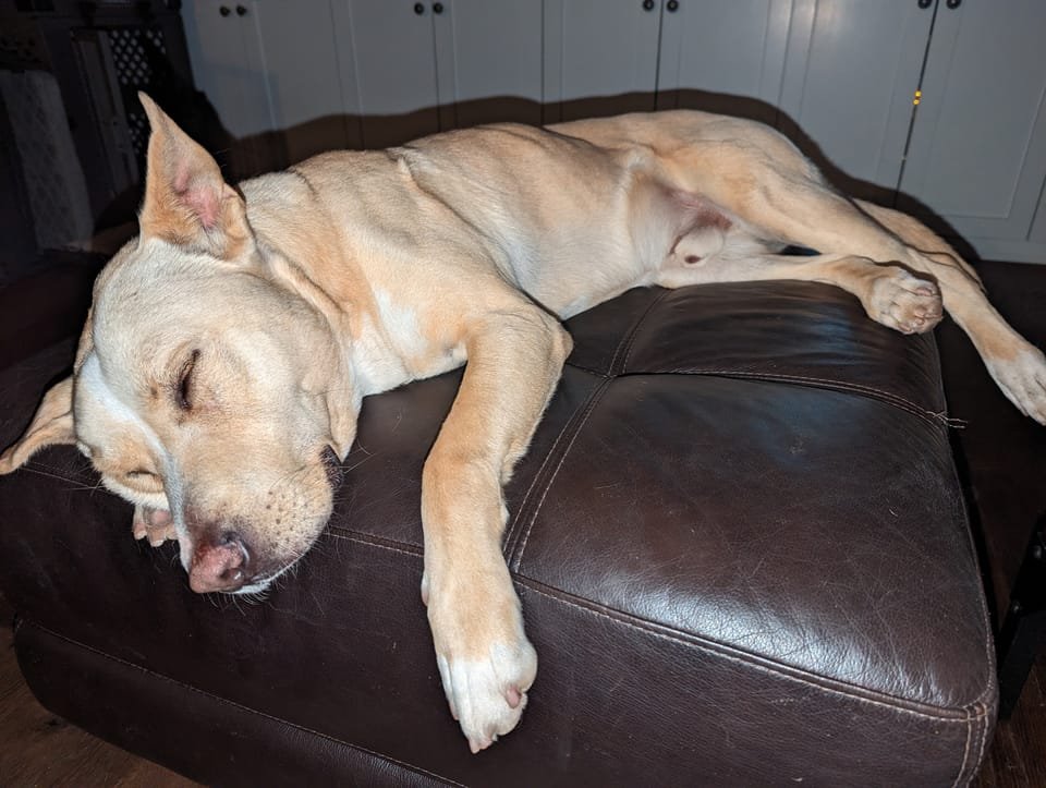 Panda sound asleep, sprawled across a leather couch