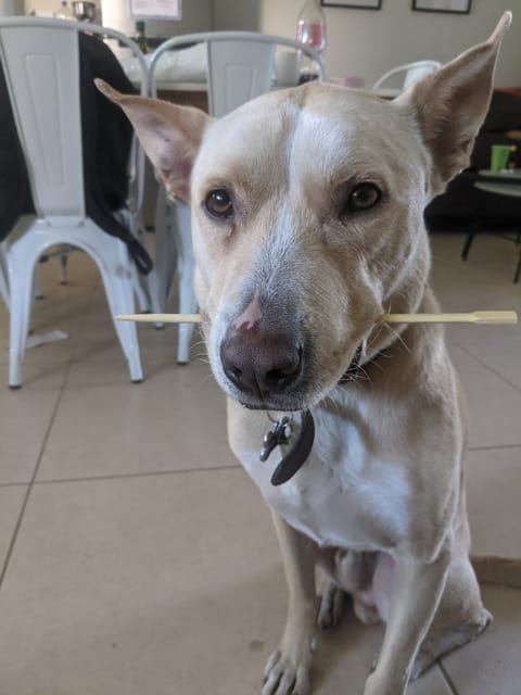 Carolina Dog balancing a chopstick on its nose