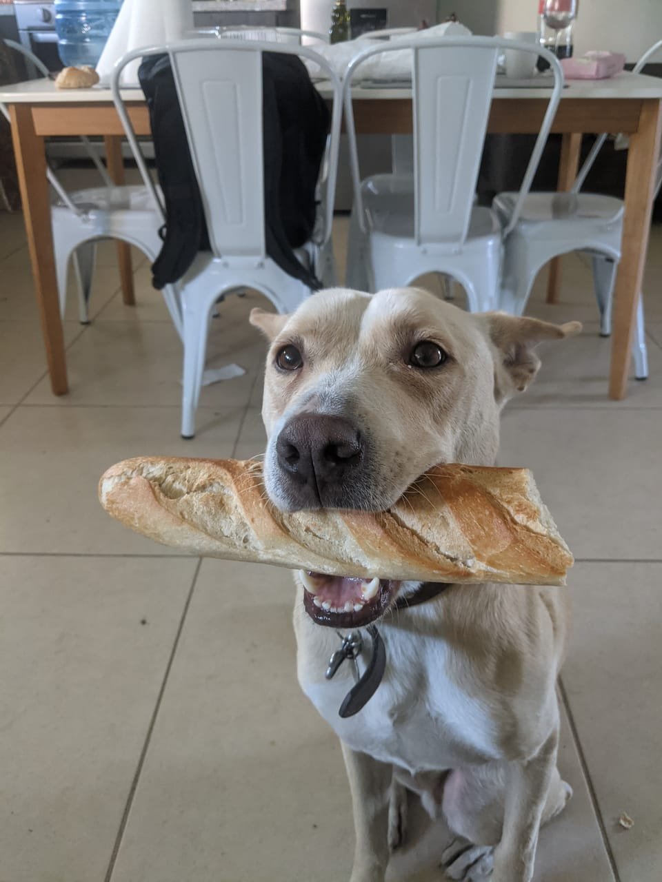 A Carolina Dog proudly carrying a full baguette through the house