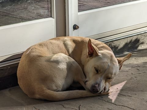 The fox-knot sleeping position