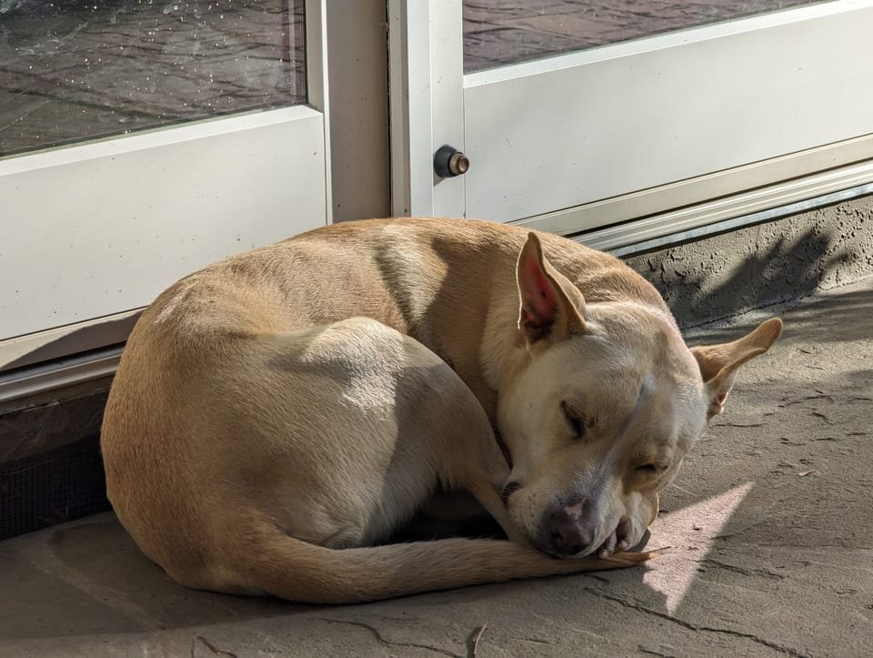 Panda curled up in a tight ball sleeping beside a glass door