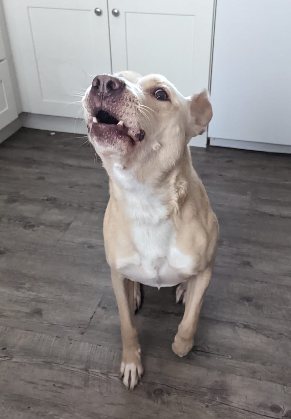 Panda sitting on the kitchen floor mid-howl