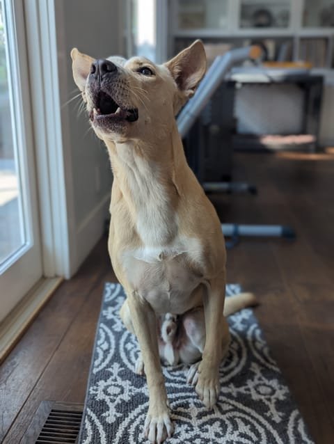 Carolina Dog howling with its head raised