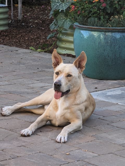 Off duty on the patio
