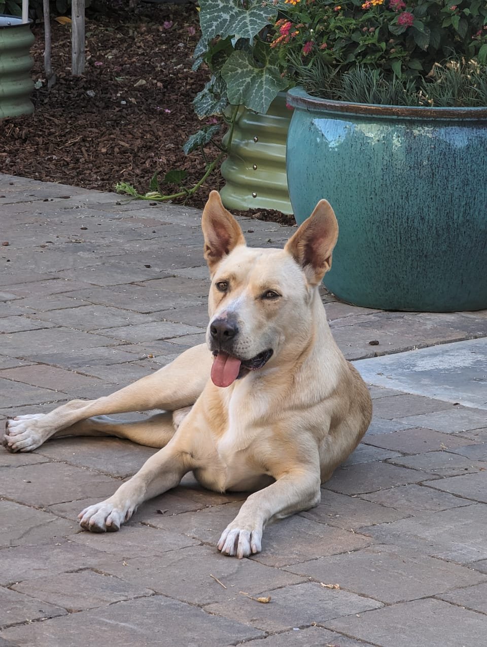 Carolina Dog relaxing on a patio with its tongue out