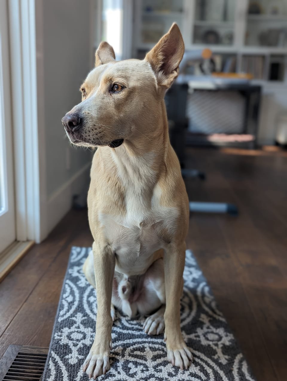 A cream-colored Carolina Dog standing alert with large upright ears