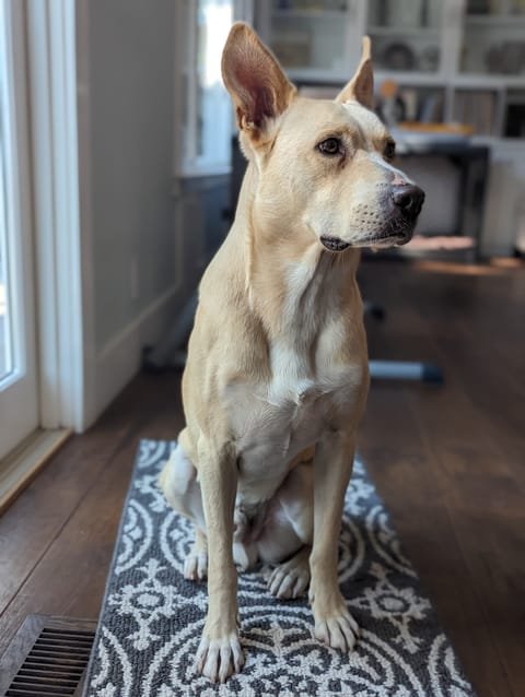 The classic Carolina Dog stance