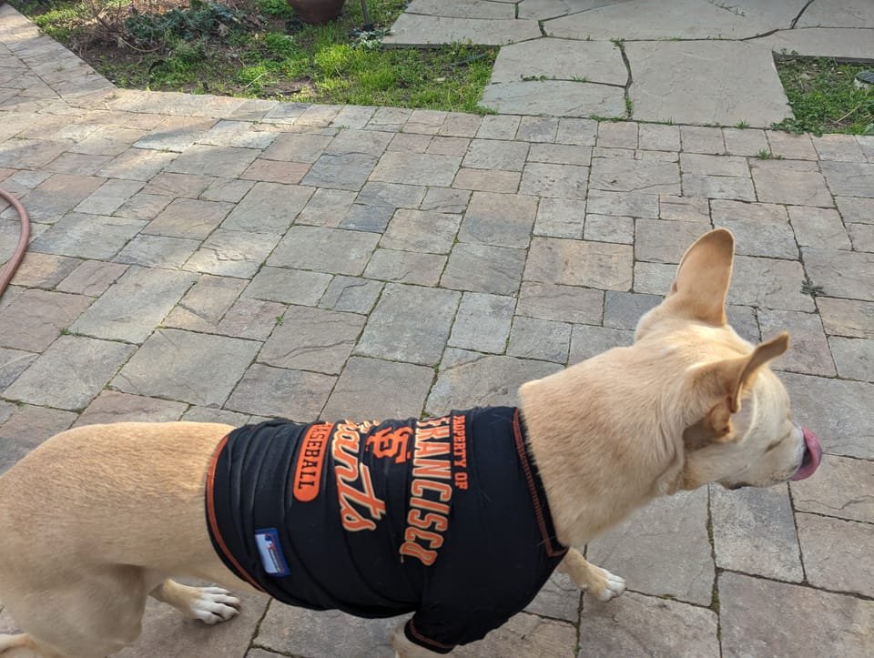 Panda the Carolina Dog wearing a shirt in the backyard